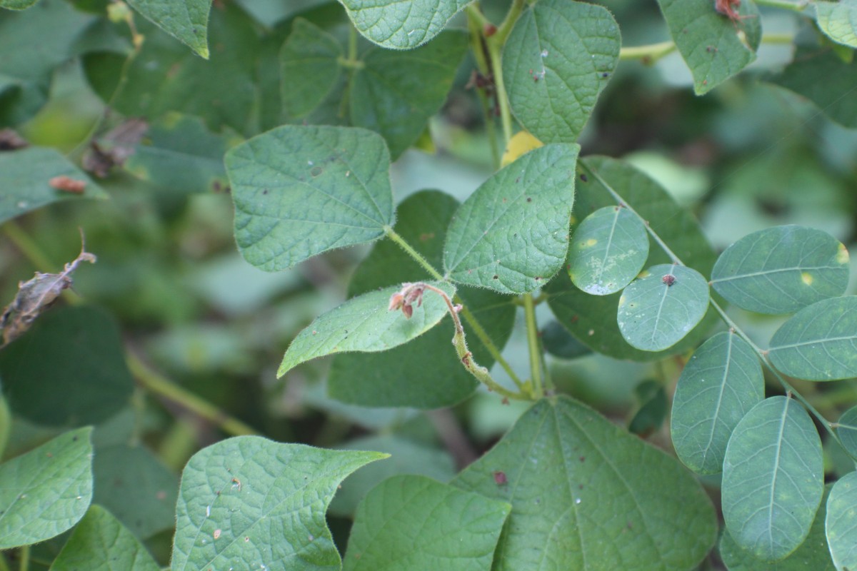 Rhynchosia viscosa DC.